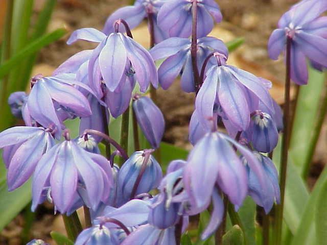 Siberian squill